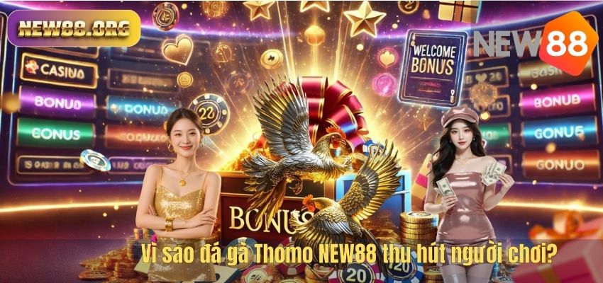 Vì sao đá gà Thomo NEW88 thu hút người chơi?